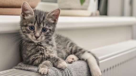Низкотемпературные системы отопления с конденсационным котлом