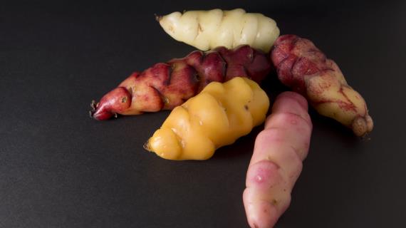Кислица клубненосная - необычный овощ индейцев: как вырастить диковинный клубни в средней полосе?