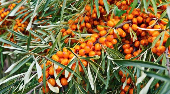 Облепиха: полезные свойства и простые рецепты