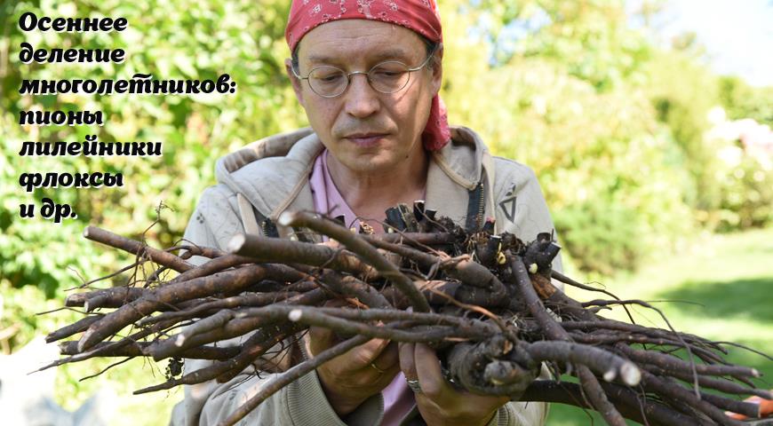 Осеннее деление многолетников: пионы, лилейники, флоксы