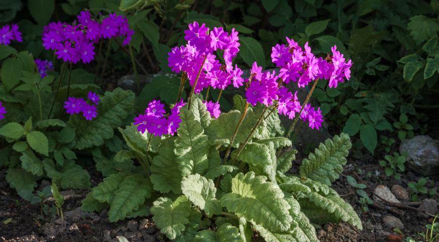 Примула Зибольда, Primula sieboldii