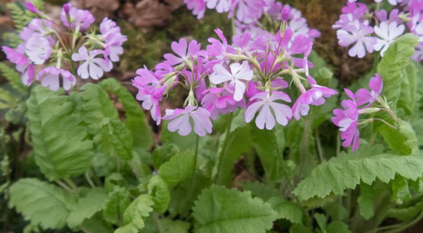 Примула Зибольда Cherubim, Primula sieboldii 'Cherubim'