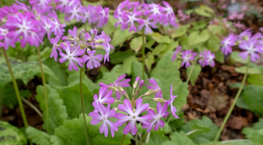 Примула Зибольда Noboruko, Primula sieboldii 'Noboruko'