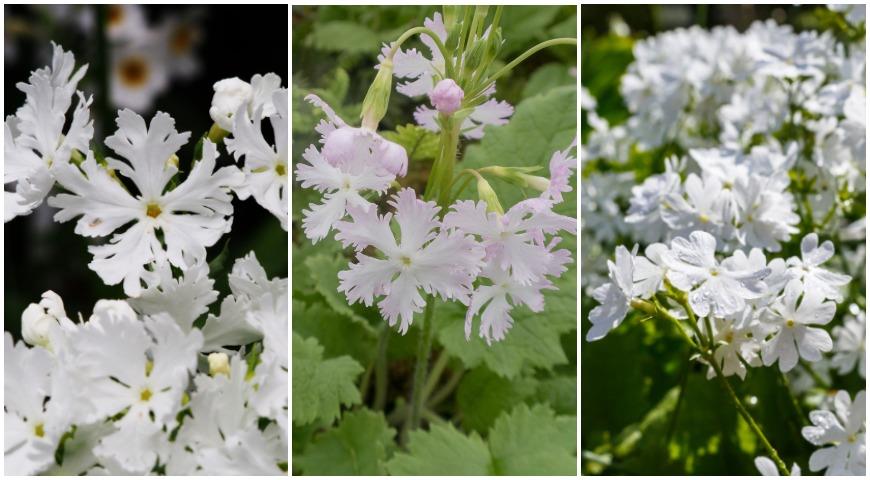 Primula sieboldii Alba Примула Зибольда, Primula sieboldii 'Yukizakura' (Siebold's Primrose) Primula sieboldii E.Morren