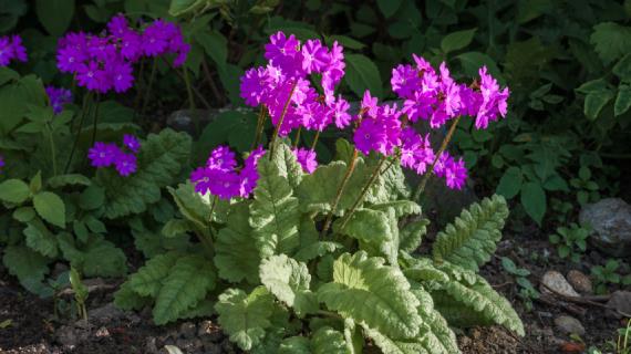 Примула Зибольда, Primula sieboldii