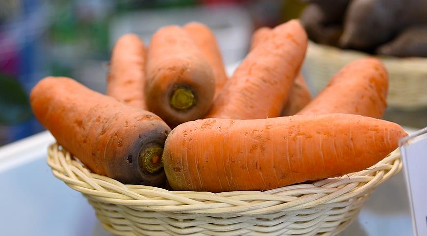 Лучшие сорта зимней моркови: посадка и уход