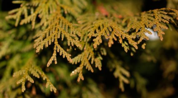 Зимнее побурение туи: физиология и правильная агротехника в условиях средней полосы России