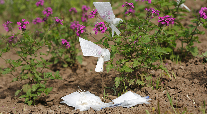 сбор семян в индивидуальные мешочки