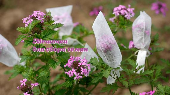 Мешочки для сбора семян