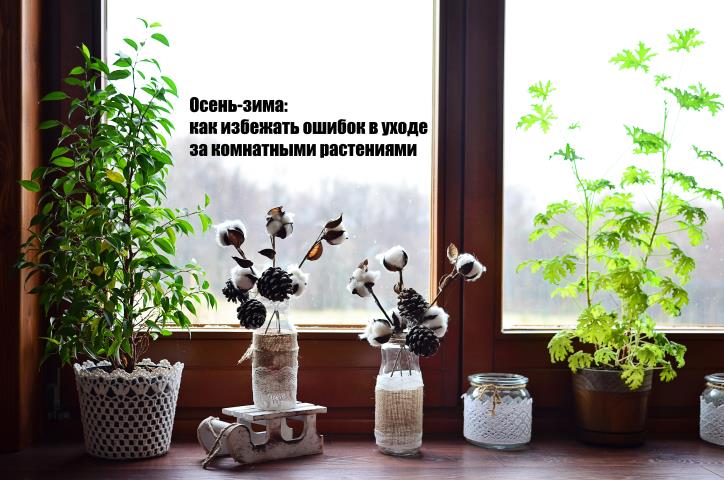Подскажите, пожалуйста,чем помочь растению.