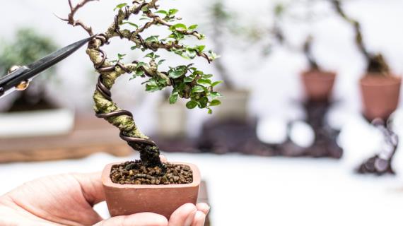Особенности ухода за комнатным бонсай