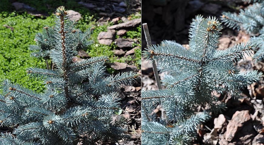 Ель лучшие сорта: посадка и уход