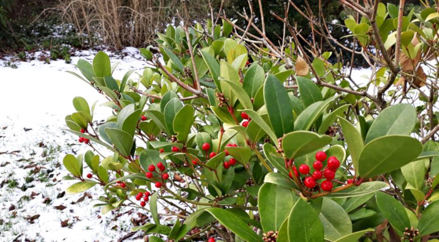 Гаультерия лежачая, Gaultheria procumbens