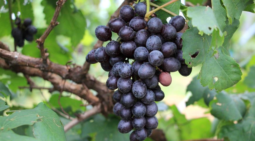 кордонная формировка винограда, виноград