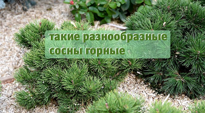 Сосна горная лучшие сорта: посадка и уход