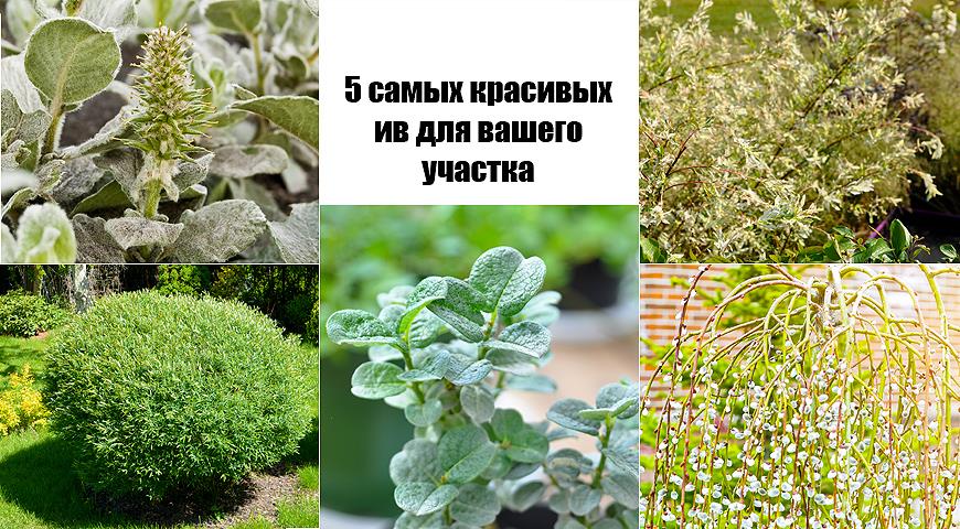 ТОП-5 самых красивых ив для вашего участка