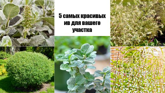 ТОП-5 самых красивых ив для вашего участка