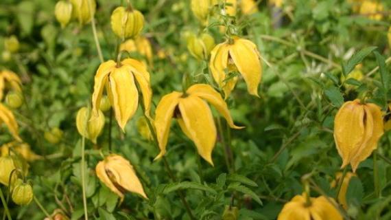 Видовых клематисов много - уход один! Личный опыт Аллы Малаховой