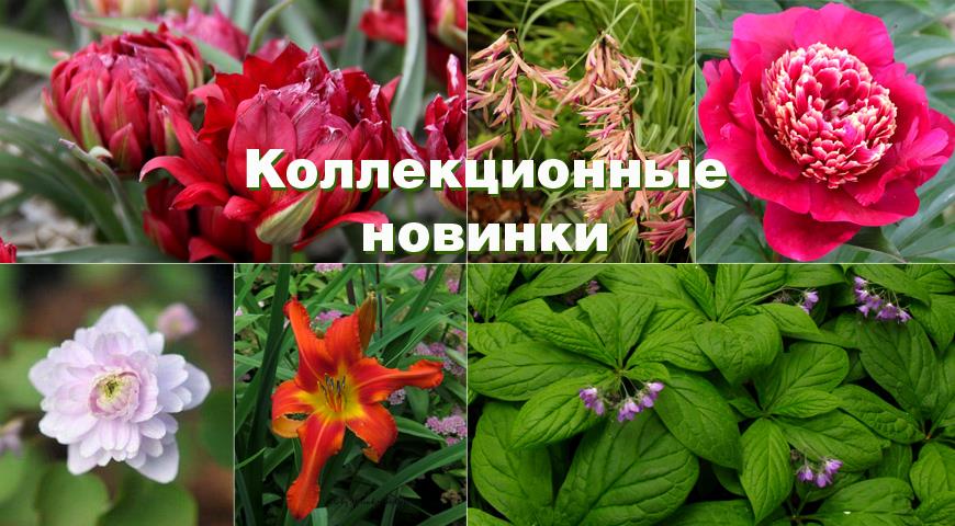 Новинки многолетних растений: коллекционные редкости