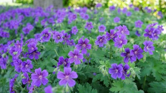 Герань герани рознь