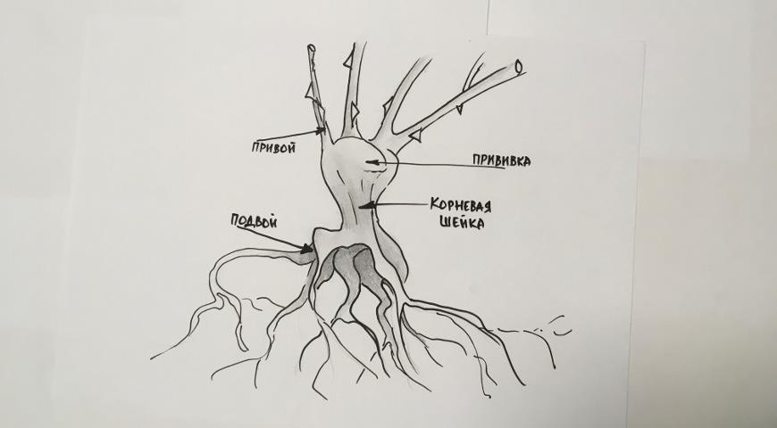 Схема строения привитой розы