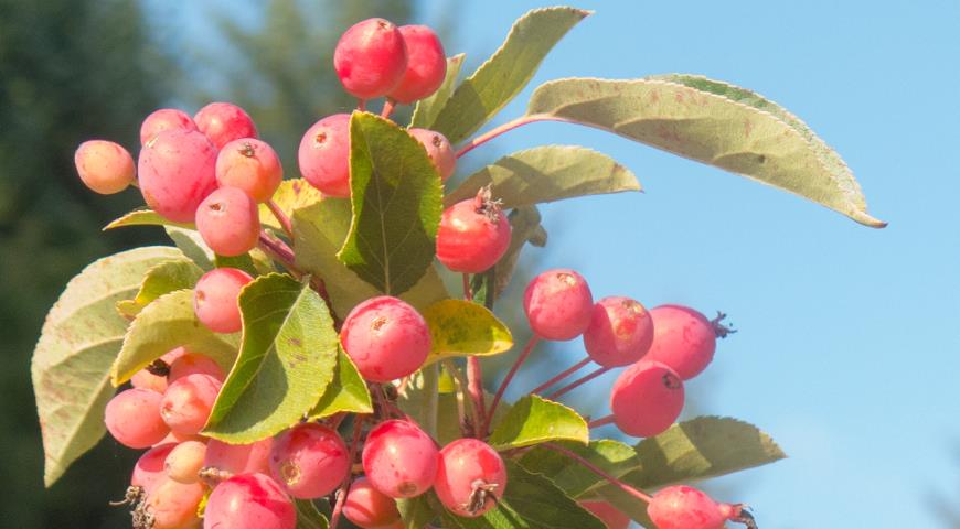 Лучшие сорта декоративных яблонь: посадка и уход