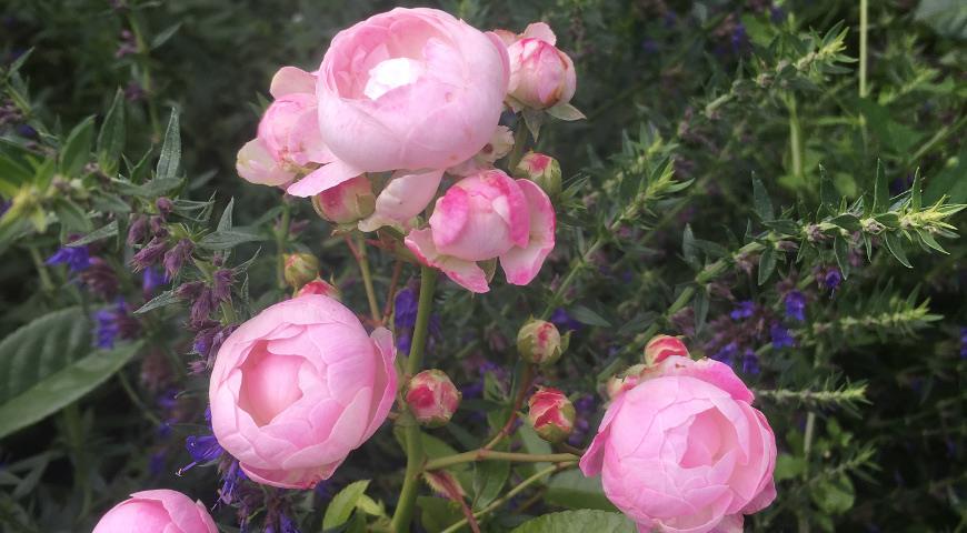 роза Pink Morsdag