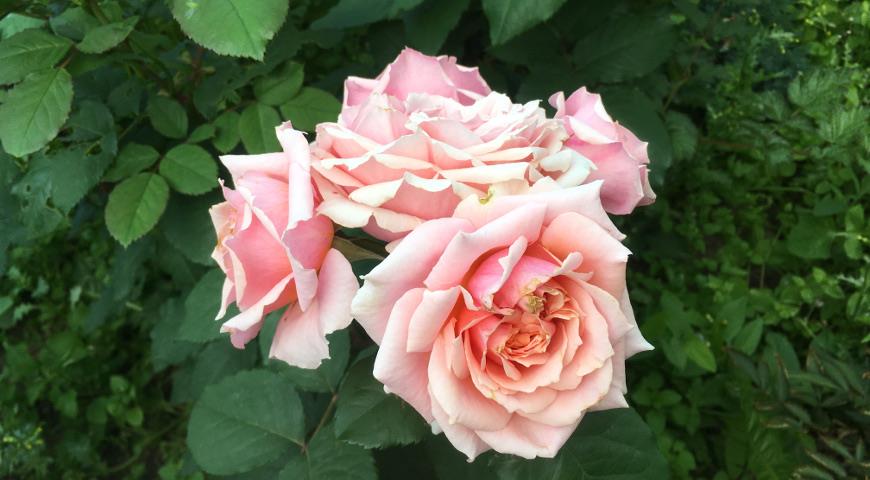 Розы Paul Bocuse
