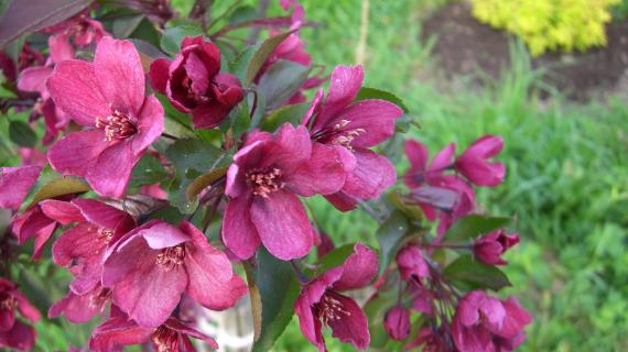 Яблоня декоративная Макамик