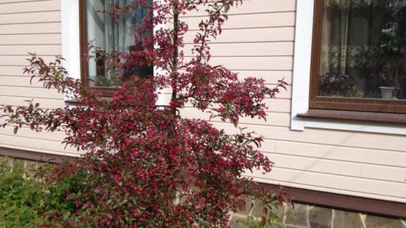 Яблоня декоративная Helena