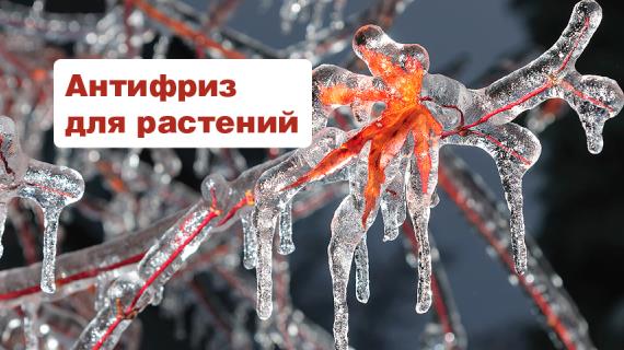 Антифриз для растений: как помочь своему саду выдержать резкие понижения температуры и заморозки