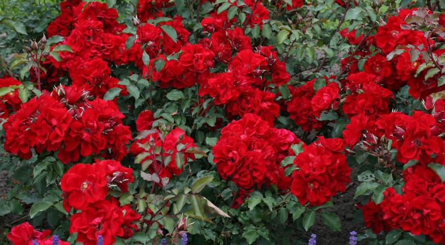  Roter Korsar роза