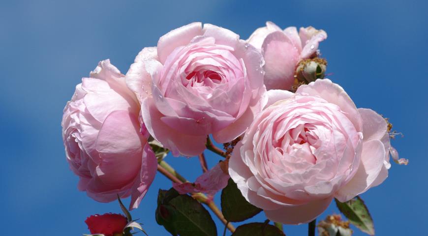  A Shropshire Lad роза