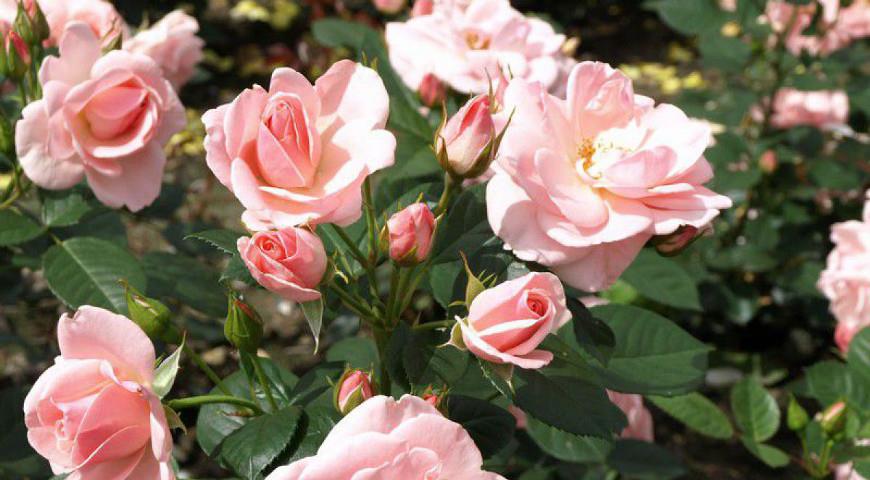 Astrid Lindgren роза