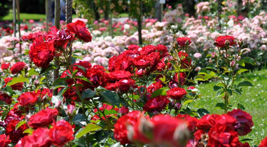  insel mainau роза