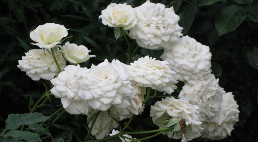 Clos Fleuri Blanc роза