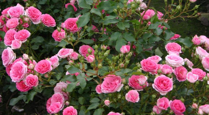 Какие розы можно посадить в тени: обзор теневыносливых сортов отSupersadovnik