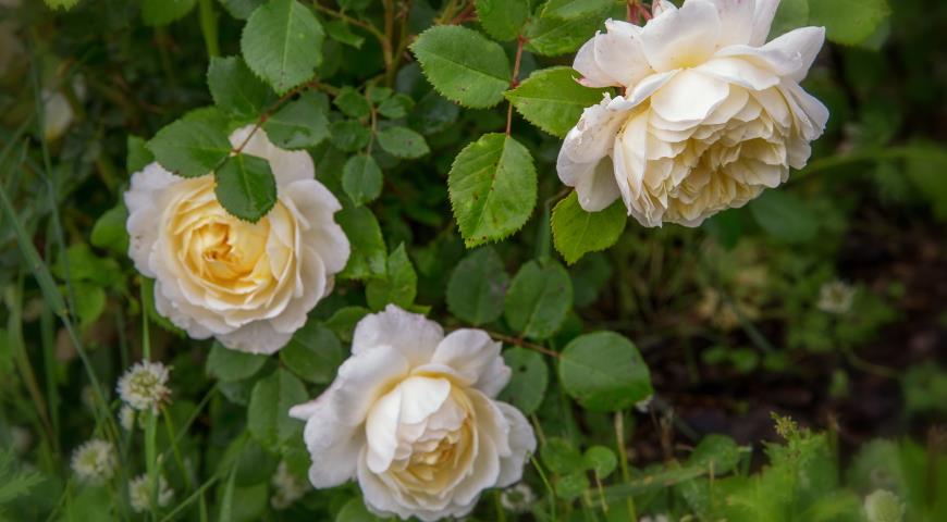  Crocus Rose роза