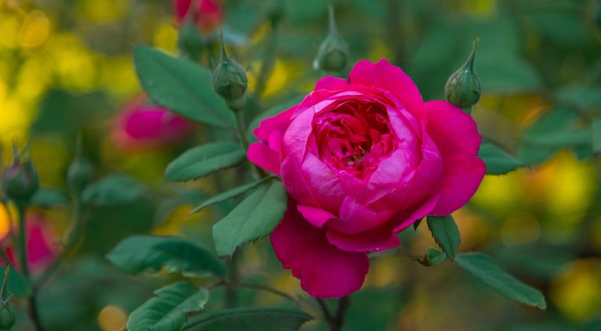 Benjamin Britten роза