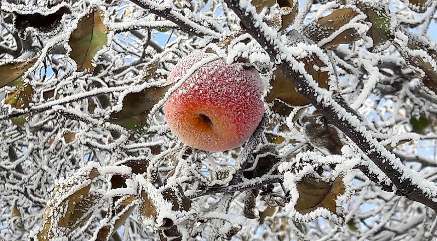 Яблоня под снегом