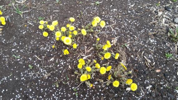 Противогололедные реагенты: куда жаловаться на нарушения