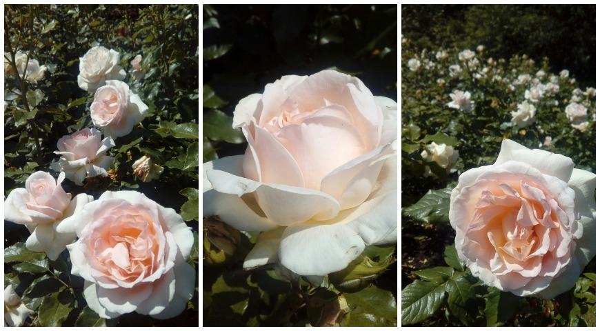 Chandos Beauty (Harkness), роза