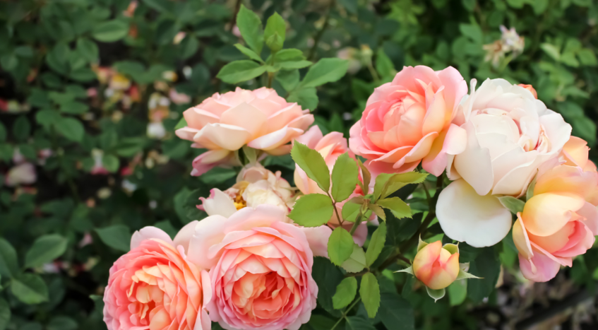 Lady of Shalott (Austin), роза Остин