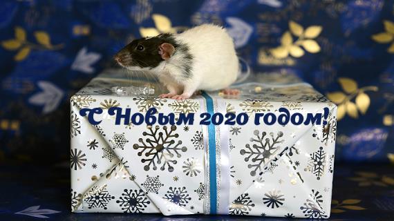 Упаковка подарков к Новому году своими руками: фото и видео