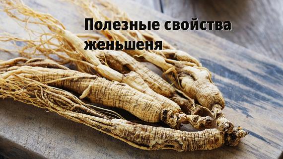 Полезные свойства и противопоказания корня женьшеня