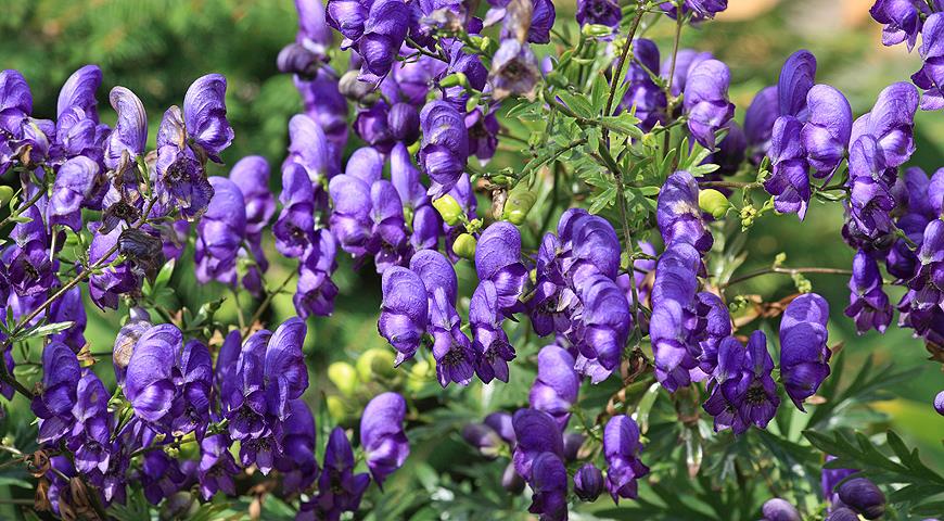 Аконит Aconitum