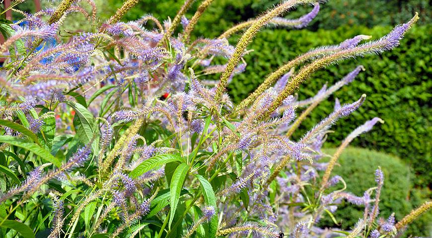 Вероникаструм виргинский (Veronicastrum virginica) Rosea