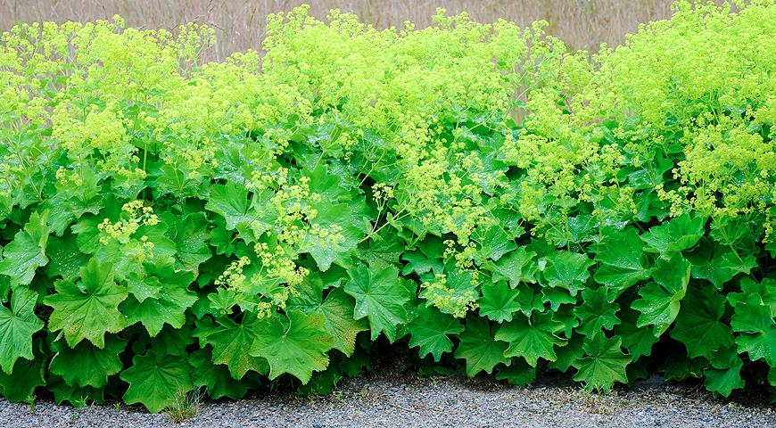 Alchemilla Манжетка