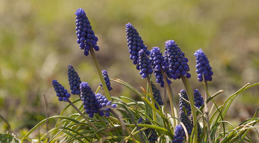 Muscari, Мускари, мышиный гиацинт