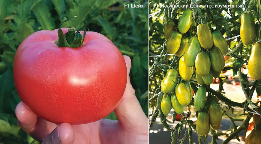 7 мини-овощей, которые по вкусу даже лучше полноразмерных родственников